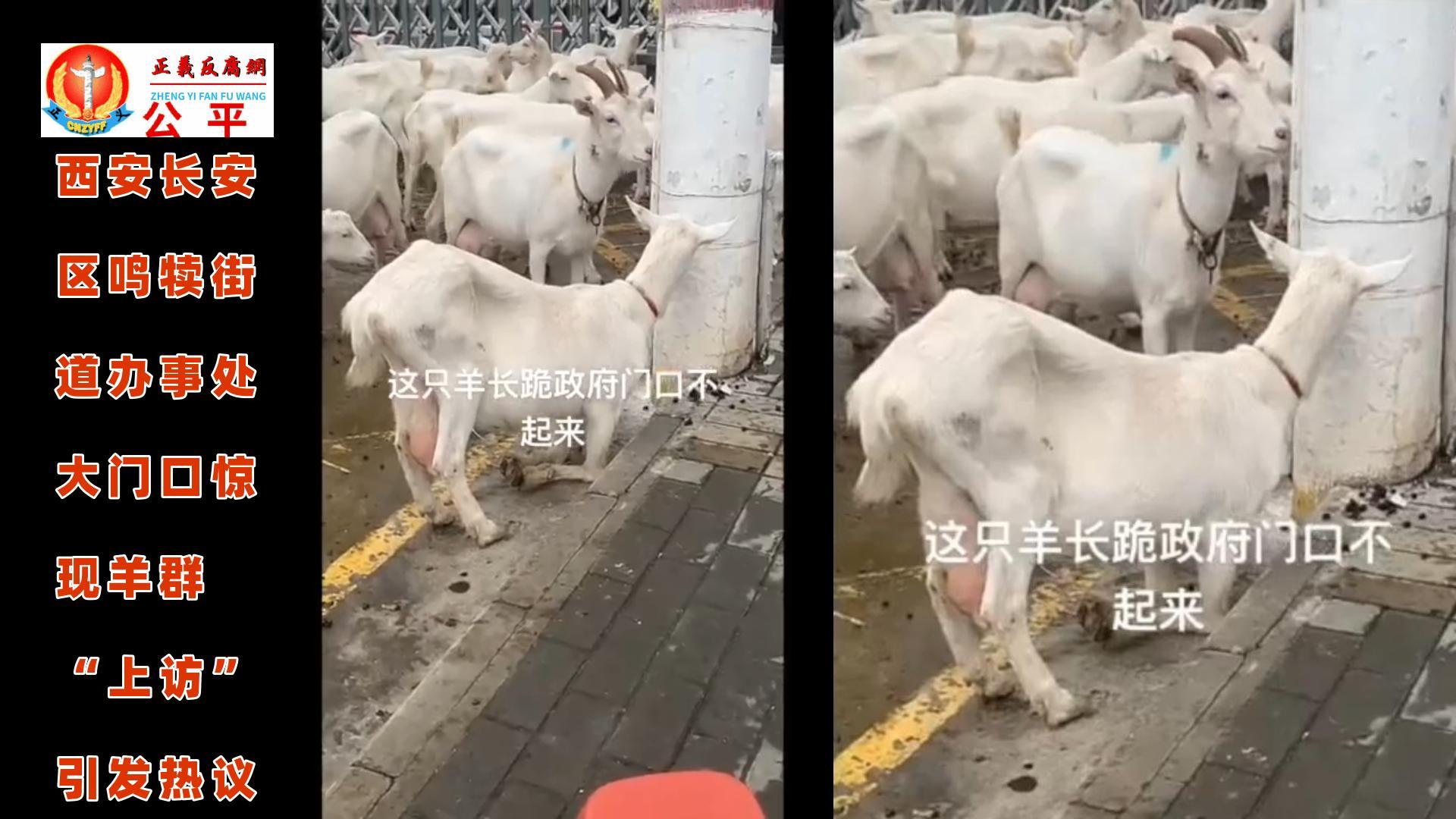 微视频｜西安长安区鸣犊街道办事处大门口惊现羊群“上访” 引发热议