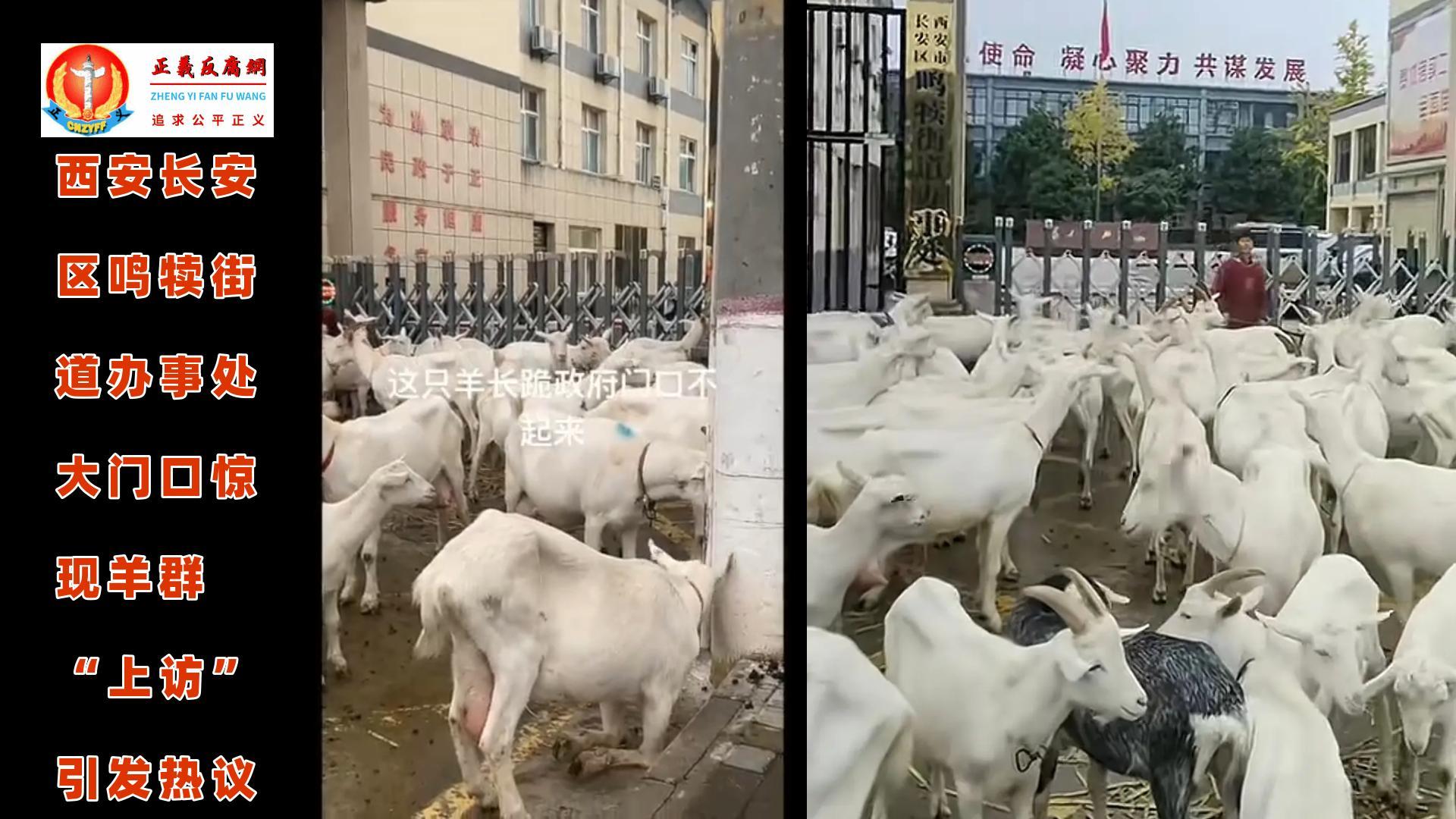 2025年10月19日,陕西西安市长安区鸣犊街道办大门口惊现一群羊围堵“上访”。.jpg 2025年10月19日,陕西西安市长安区鸣犊街道办大门口惊现一群羊围堵“上访”。.jpg